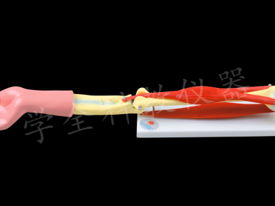 33220 肘關節(jié)活動模型