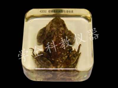 蟾蜍浸制標(biāo)本