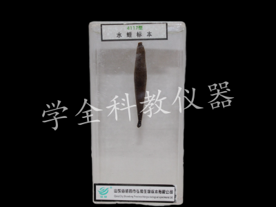 水蛭標(biāo)本